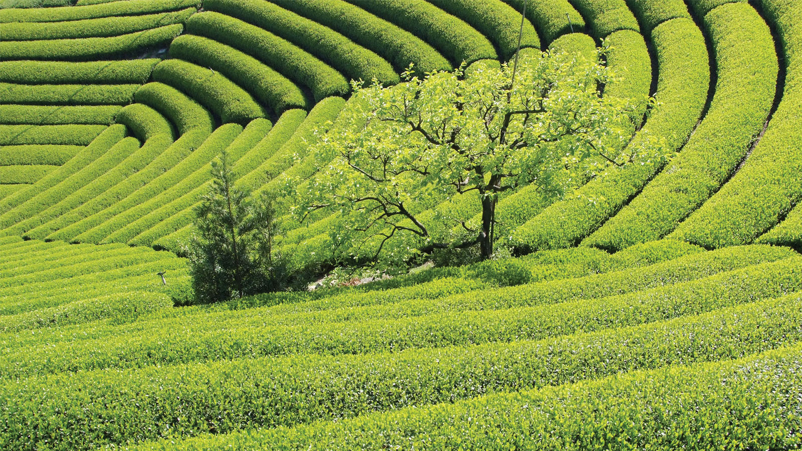 Matcha & Beyond - Matcha Tea Fields